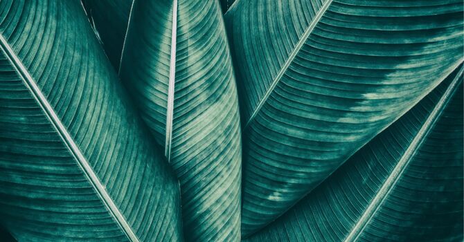 Counselling  and Psychotherapy 