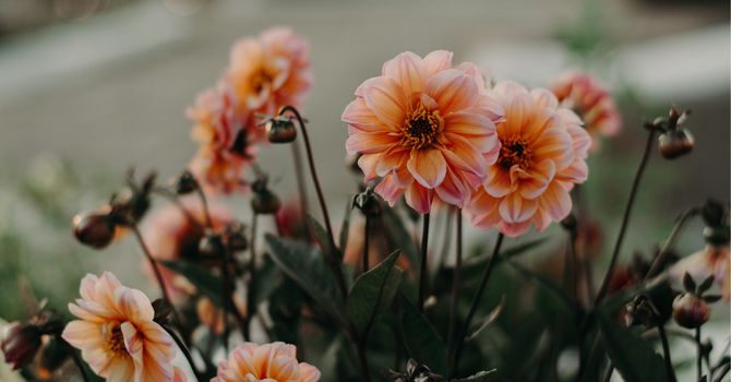 Counselling  and Psychotherapy 